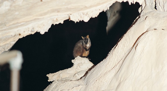 Image courtesy of Tourism New South Wales