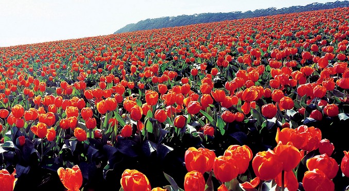 Wynyard
