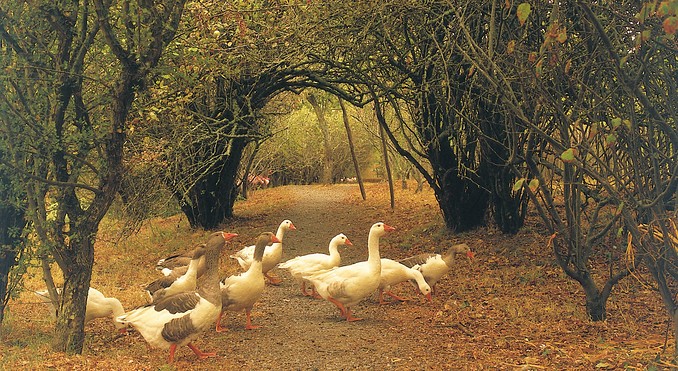 Image courtesy of Tourism Victoria
