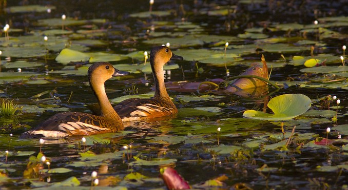 Image courtesy of Tourism NT