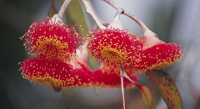 Image courtesy of Western Australia