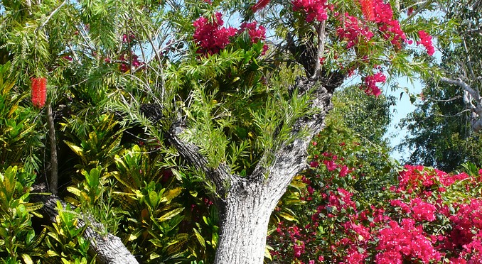 Garden of the Groves