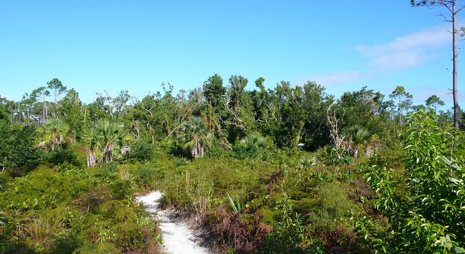 Image courtesy of Bahamas Tourist Office