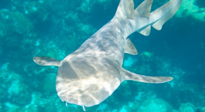 Image courtesy of Bahamas Tourist Office