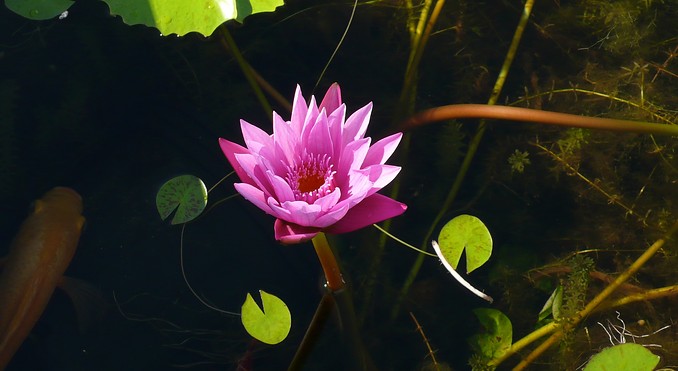 Image courtesy of Bahamas Tourist Office