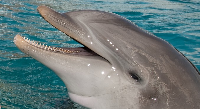 Image courtesy of Bahamas Tourist Office