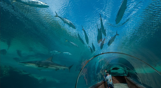 Image courtesy of Bahamas Tourist Office
