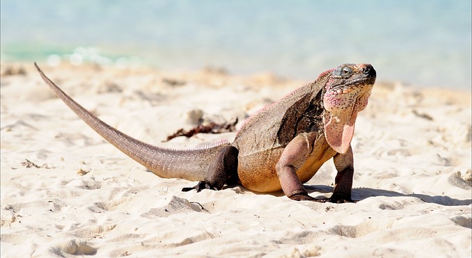 Image courtesy of Bahamas Tourist Office