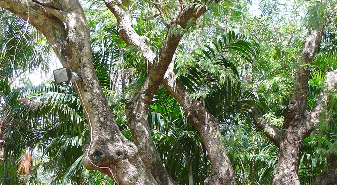 Image courtesy of Bahamas Tourist Office