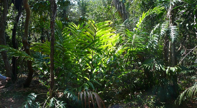 Image courtesy of Bahamas Tourist Office