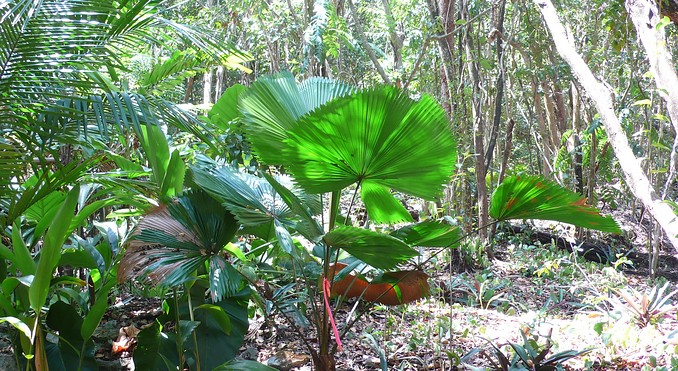 Image courtesy of Bahamas Tourist Office