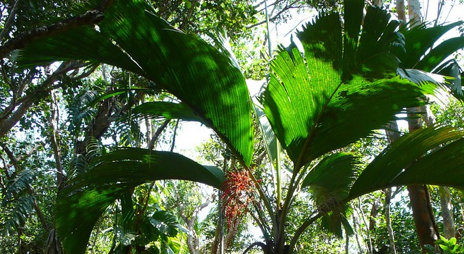 Image courtesy of Bahamas Tourist Office