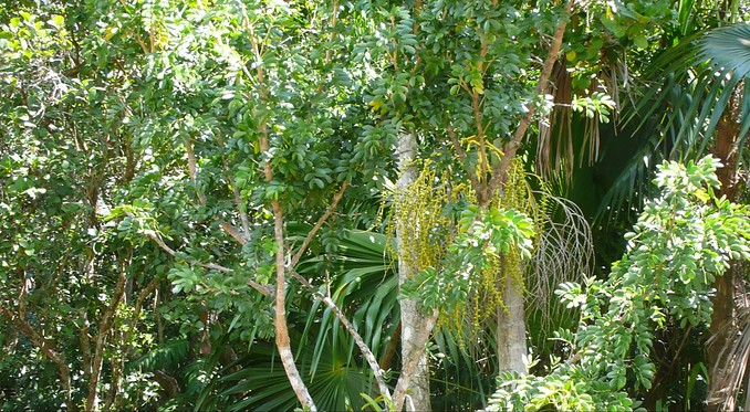 Image courtesy of Bahamas Tourist Office