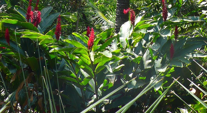 Image courtesy of Bahamas Tourist Office