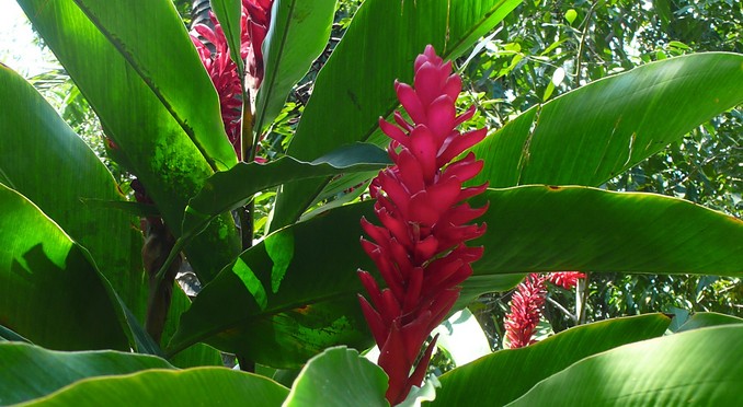 Image courtesy of Bahamas Tourist Office