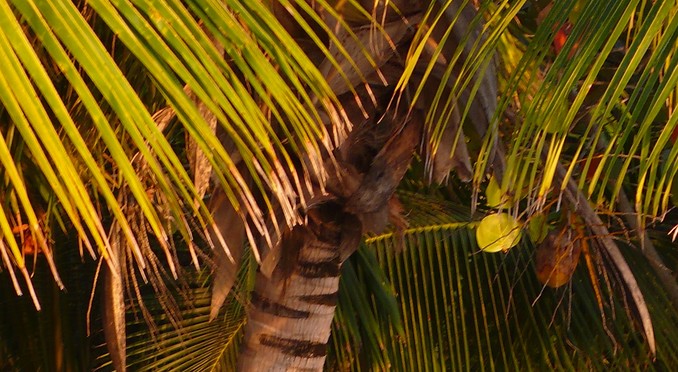 Image courtesy of Bahamas Tourist Office