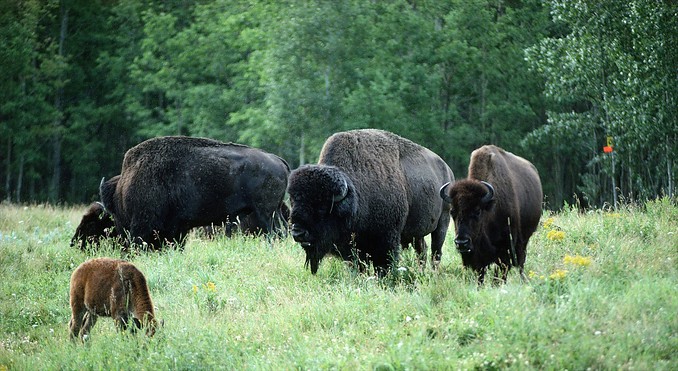 Image courtesy of Alberta Tourism, Parks, Recreation and Culture