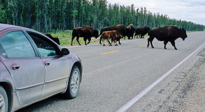 Mackenzie Delta