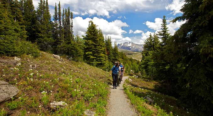 Sunshine Meadows