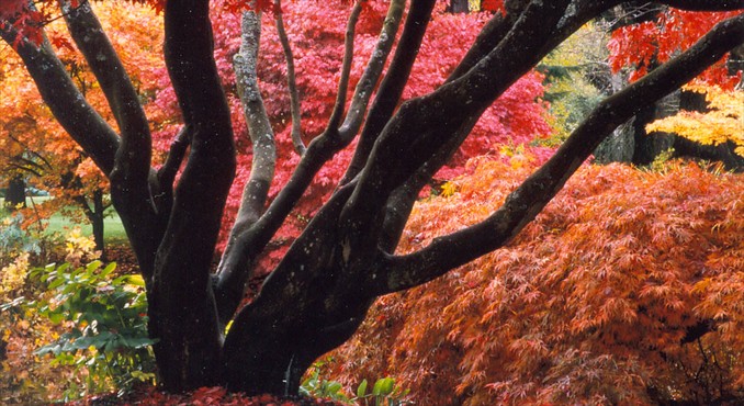 Image courtesy of Tourism Vancouver