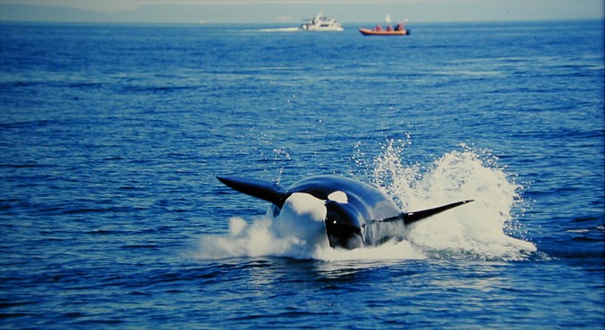 Image courtesy of Tourism Vancouver