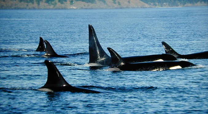 Image courtesy of Tourism Vancouver
