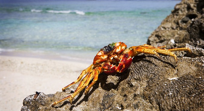 Image courtesy of Cook Islands Tourism