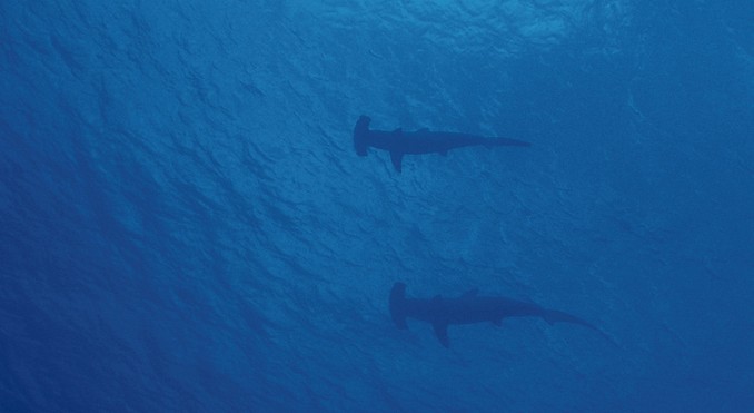 Image courtesy of Cook Islands Tourism