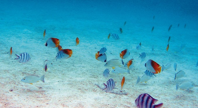 Image courtesy of Cook Islands Tourism