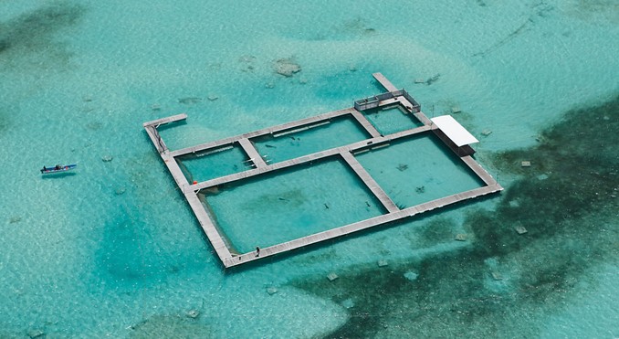 Dolphin Island