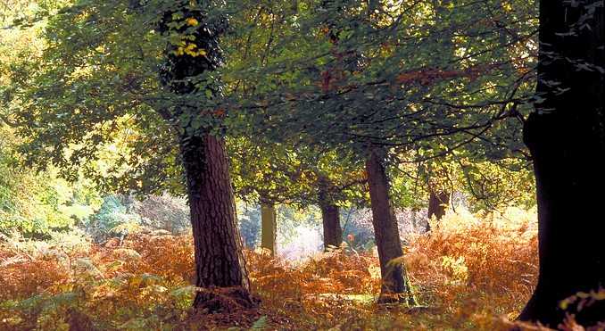 New Forest