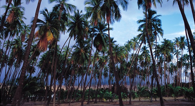 Image courtesy of Hawaii Visitors and Convention Bureau