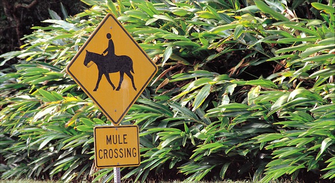 Image courtesy of Hawaii Visitors and Convention Bureau