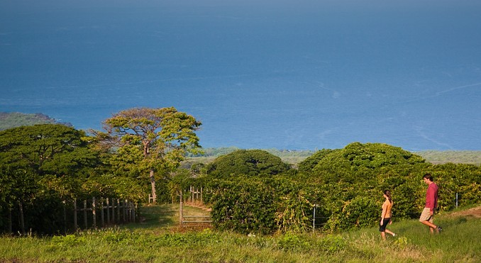 Image courtesy of Hawaii Visitors and Convention Bureau