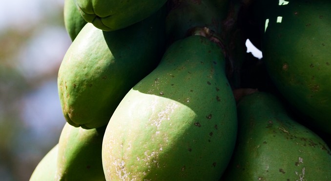 Image courtesy of Hawaii Visitors and Convention Bureau