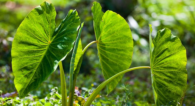 Image courtesy of Hawaii Visitors and Convention Bureau