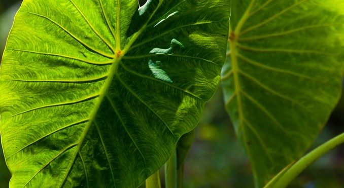 Image courtesy of Hawaii Visitors and Convention Bureau