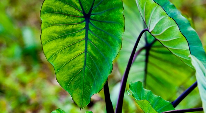 Image courtesy of Hawaii Visitors and Convention Bureau