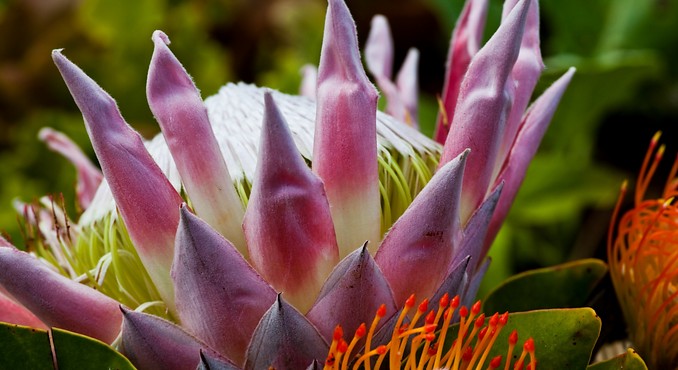 Image courtesy of Hawaii Visitors and Convention Bureau