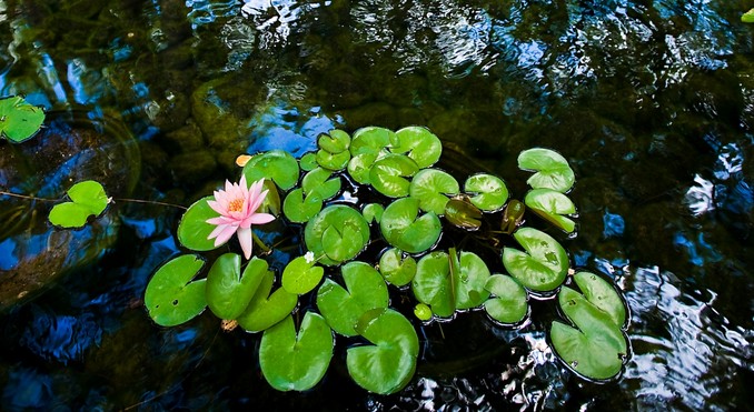 Image courtesy of Hawaii Visitors and Convention Bureau