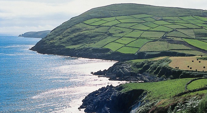 Beara