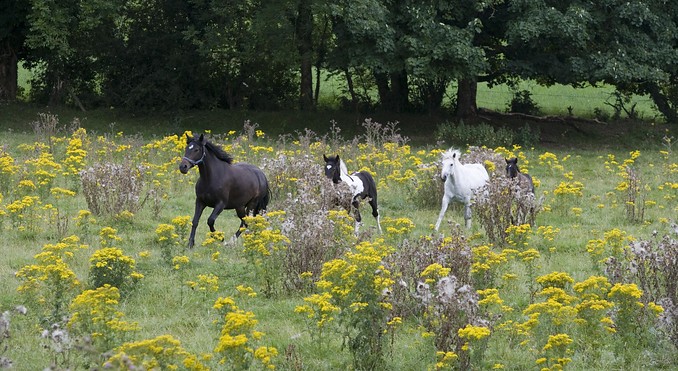 Image courtesy of Tourism Ireland