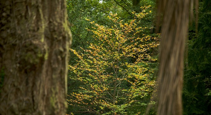 Mount Stewart Gardens & House