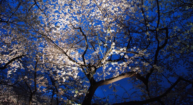 Image courtesy of JNTO