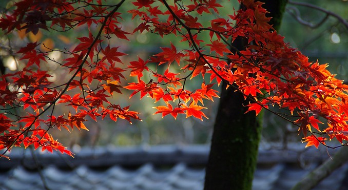 Image courtesy of JNTO