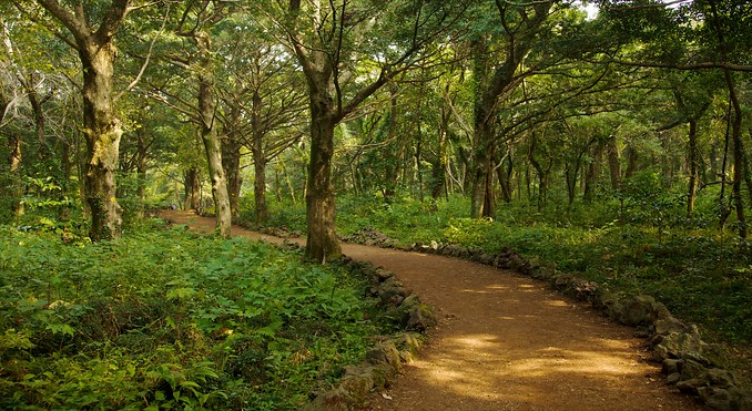 Bijarim Forest