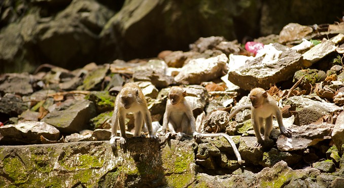 Batu Caves