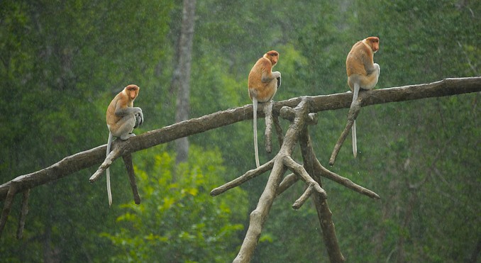 Labuk Bay Proboscis Monkey Sanctuary