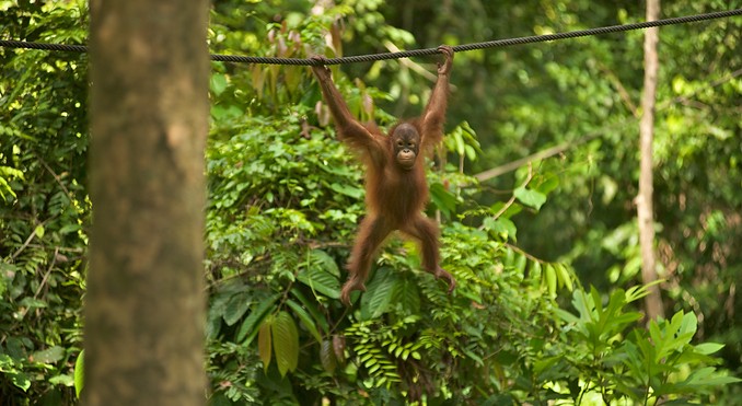 Sepilok Orang Utan Sanctuary