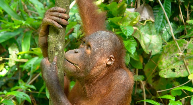 Sepilok Orang Utan Sanctuary